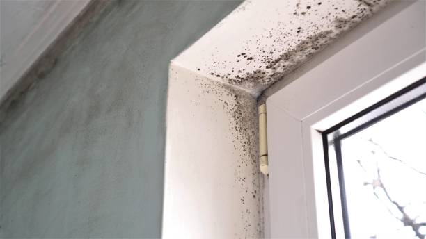 Best Industrial Mold Remediation in Plattsburgh, NY