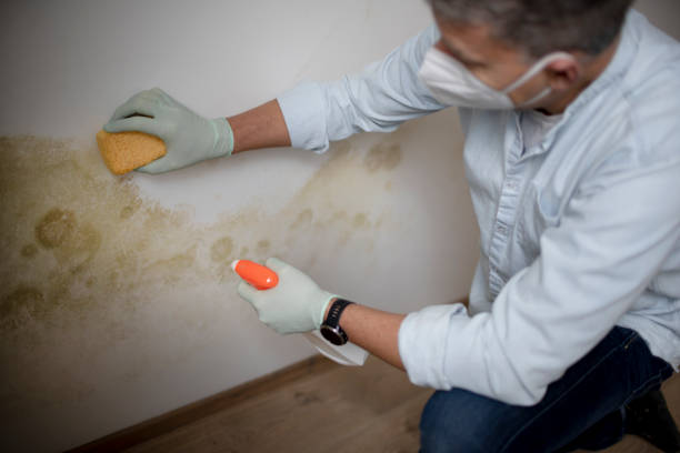 Best Bathroom Mold Remediation in Plattsburgh, NY