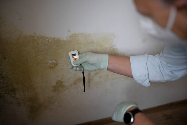 Professional Mold Remediation in Plattsburgh, NY