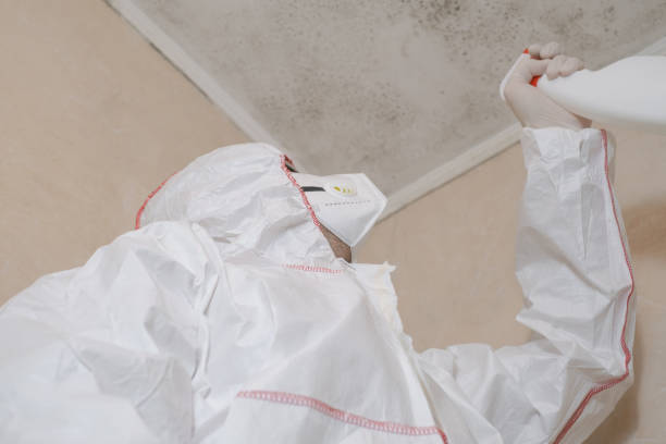Best Health and Safety Mold Remediation in Plattsburgh, NY