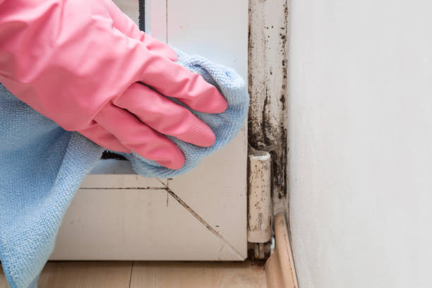 Best Commercial Mold Remediation in Plattsburgh, NY